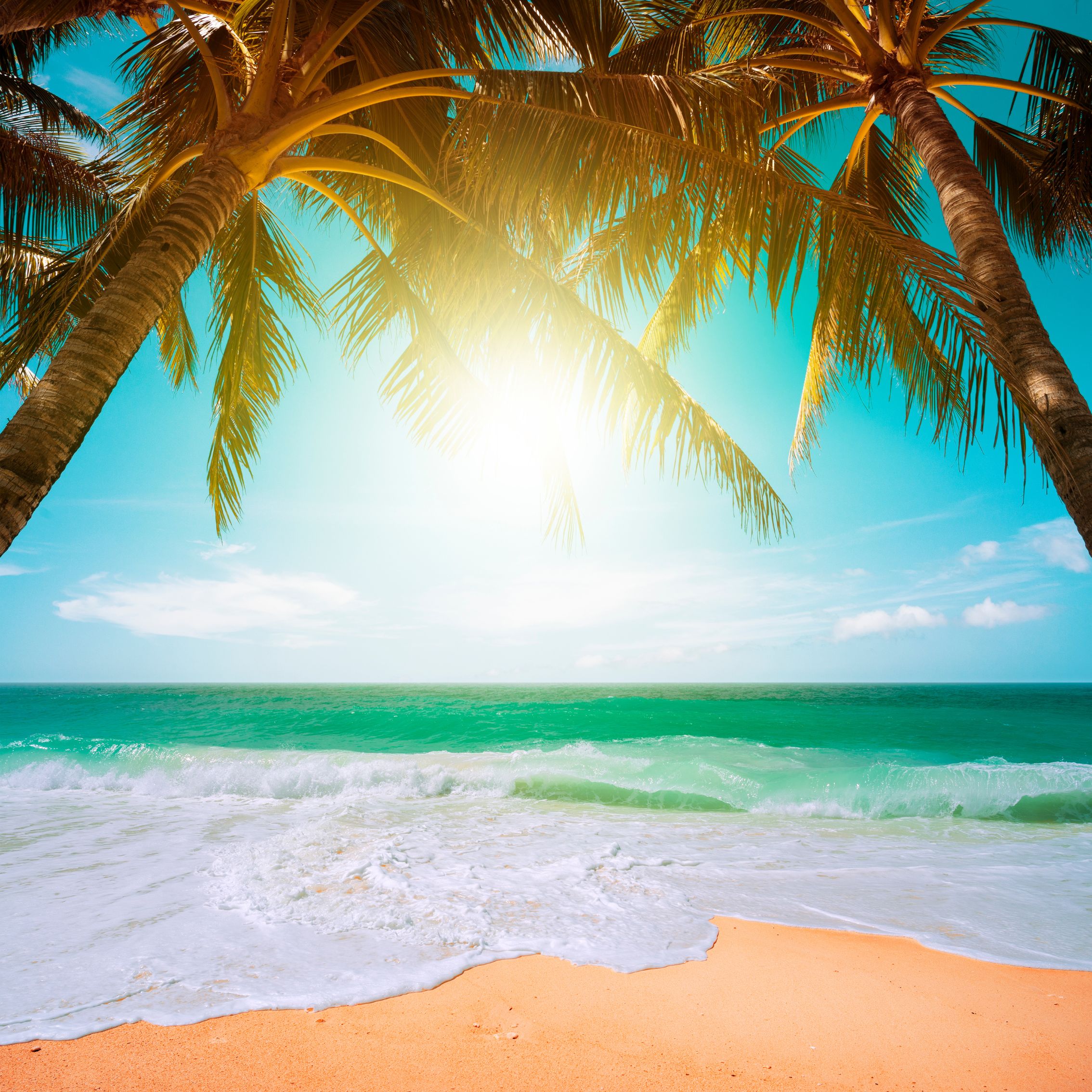 beach with palm trees